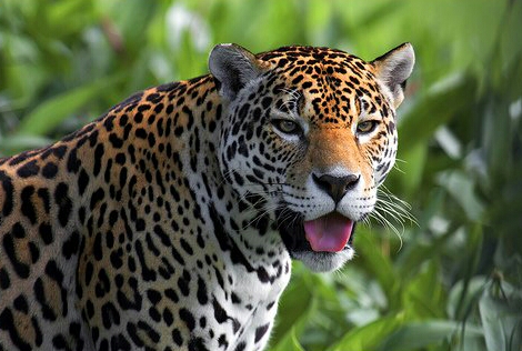 Zoo «Houston Zoo - West Gate», reviews and photos, 1467 Cambridge St, Houston, TX 77030, USA