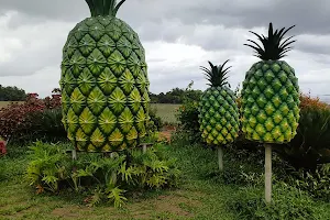 Sal's Pineapple Plantation image