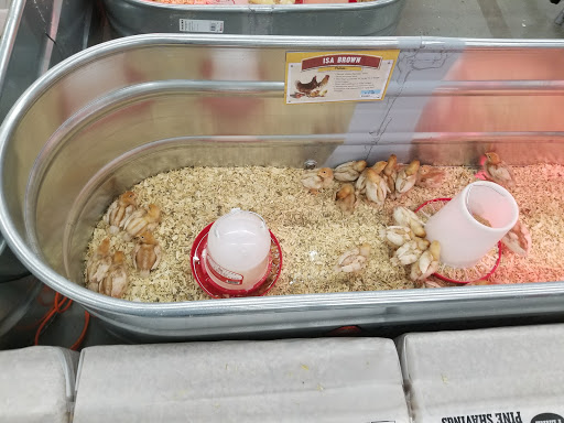 Home Improvement Store «Tractor Supply Co.», reviews and photos, 82 Turnpike Rd, Ipswich, MA 01938, USA