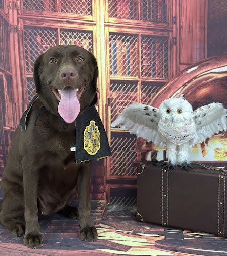 Comentarii opinii despre Pawcious Style