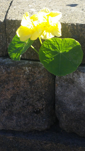 Cafe «Siuslaw River Coffee Roasters», reviews and photos, 1240 Bay St, Florence, OR 97439, USA