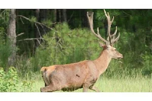 Dry Creek Ranch- Quail Hunting, Pheasant Hunting, Chukar Hunting And Red Stag Hunting In Louisiana image