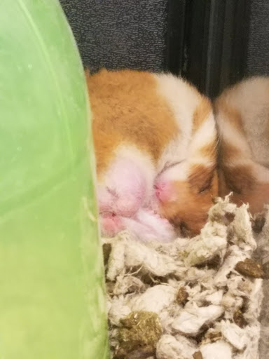 Pet Supply Store «PetSmart», reviews and photos, 1417 W Interstate 240 Service Rd, Oklahoma City, OK 73159, USA