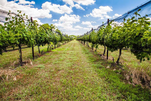 Winery «Grace Hill Winery», reviews and photos, 6310 S Grace Hill Rd, Whitewater, KS 67154, USA