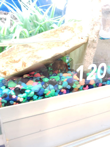 Pet Supply Store «PetSmart», reviews and photos, 1236 Greenbrier Pkwy, Chesapeake, VA 23320, USA