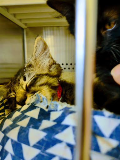 Pet Supply Store «Petsense Crossville», reviews and photos, 68 The Crossings, Crossville, TN 38555, USA