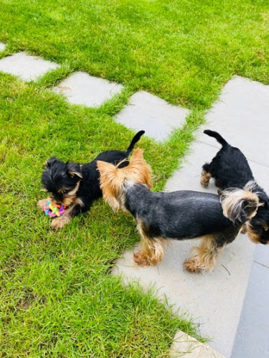 Pet Store «Just Puppies Inc», reviews and photos, 2004 Veirs Mill Rd, Rockville, MD 20851, USA