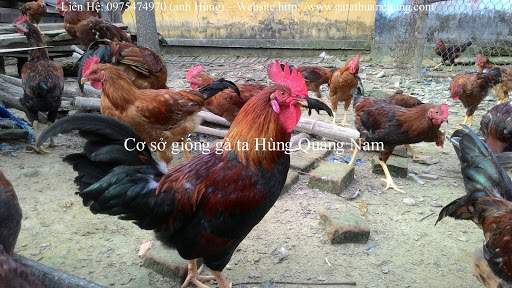 Cơ sở giống gà ta Hùng Quảng Nam