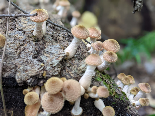 Nature Preserve «Sadsbury Woods Preserve», reviews and photos, Ramblewood Dr & Northwood Dr, Coatesville, PA 19320, USA