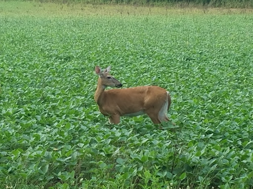 Park «Beckley Creek Park», reviews and photos, 1411 Beckley Creek Pkwy, Louisville, KY 40245, USA