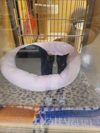 Pet Supply Store «PetSmart», reviews and photos, 1183 Berkshire Blvd, Wyomissing, PA 19610, USA