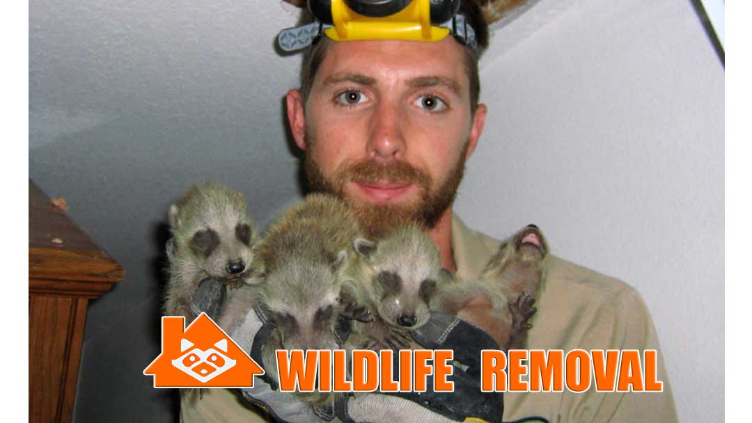Wildlife Removal Chicago