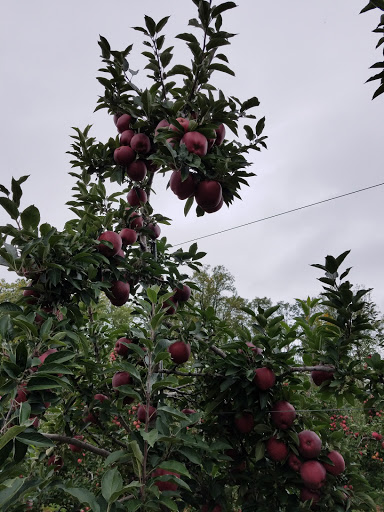 Farm «Alstede Farms», reviews and photos, 1 Alstede Farms Ln, Chester, NJ 07930, USA