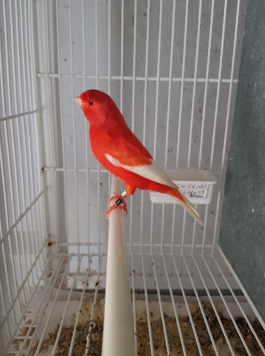 Pet Supply Store «E & N Pet Paradise Shop», reviews and photos, 289 E Gun Hill Rd, Bronx, NY 10467, USA