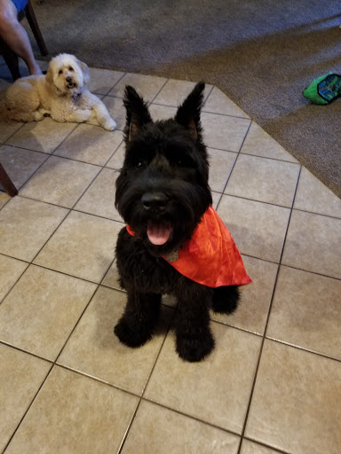 Pet Supply Store «Petco Animal Supplies», reviews and photos, 10190 W McDowell Rd, Avondale, AZ 85323, USA