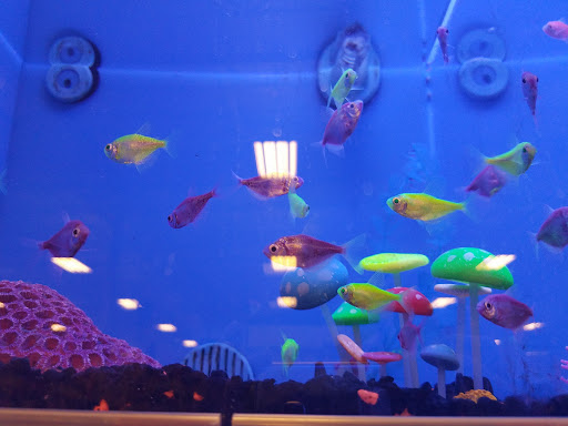 Pet Supply Store «PetSmart», reviews and photos, 401 S Mt Juliet Rd #645, Mt Juliet, TN 37122, USA