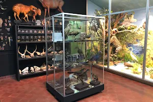 Museo Nacional de Historia Natural del Paraguay image