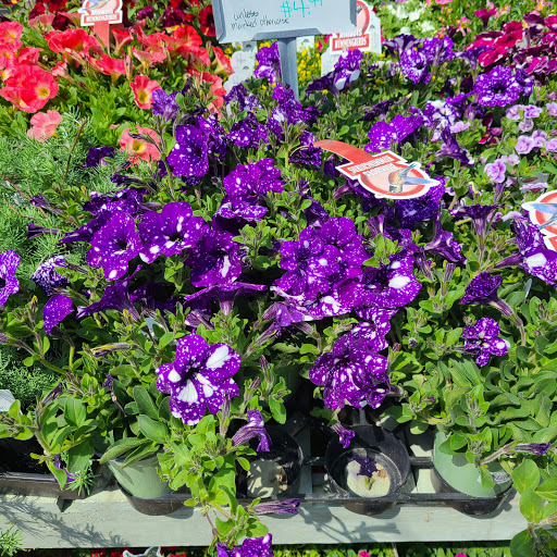 Garden Center «International Garden and Floral Design Center», reviews and photos, 155 N Sepulveda Blvd, El Segundo, CA 90245, USA