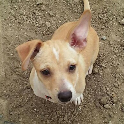 Pet Supply Store «Petco Animal Supplies», reviews and photos, 3384 Tyler St, Riverside, CA 92503, USA