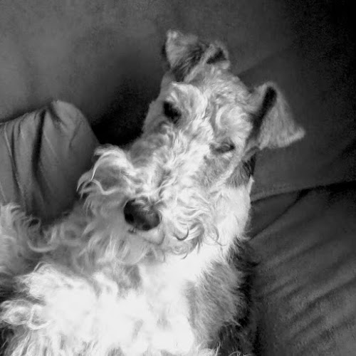 Opinii despre Vétérinaire GARDIN Christophe în Verviers - Dierenarts