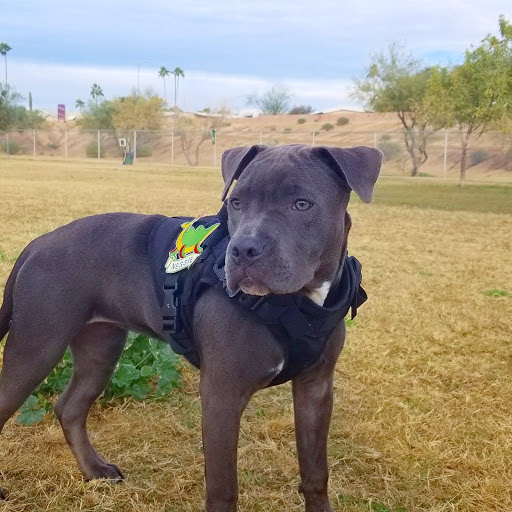 Park «Grover Basin Dog Park», reviews and photos, 17445 N 20th St, Phoenix, AZ 85022, USA