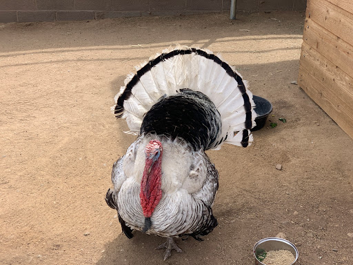 Zoo «Heritage Park Zoological Sanctuary», reviews and photos, 1403 Heritage Park Rd, Prescott, AZ 86301, USA