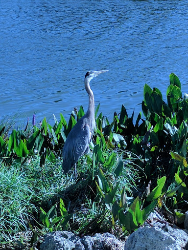 Park «Gilbert Park», reviews and photos, 310 S Tremain St, Mt Dora, FL 32757, USA