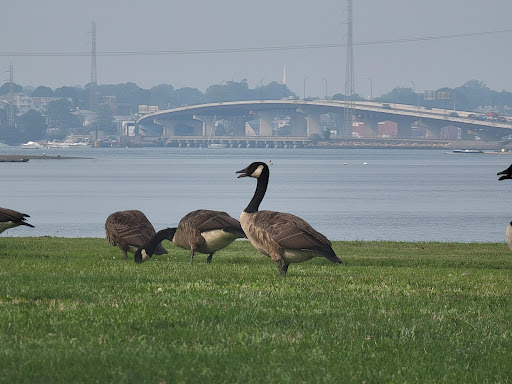 Park «Furlong Park», reviews and photos, Franklin St, Salem, MA 01970, USA