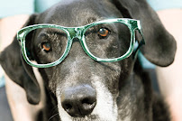 4 Feet & A Heartbeat | Pet Photography - Photo 4 - Car repair in Mandeville, LA, Mandeville