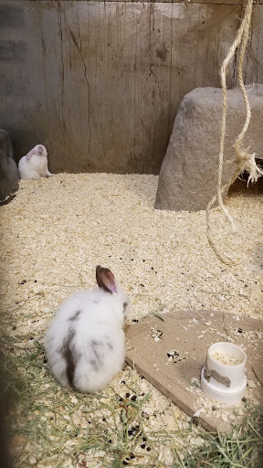 Pet Store «Exotic Pets», reviews and photos, 2410 N Decatur Blvd #160, Las Vegas, NV 89108, USA