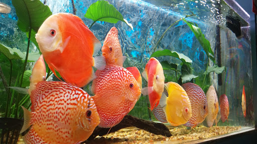 Tropical Fish Store «Rosemead Aquarium», reviews and photos, 9123 Valley Blvd, Rosemead, CA 91770, USA