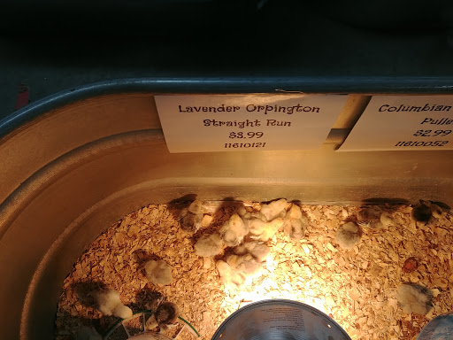 Department Store «Rural King», reviews and photos, 1920 Lube Way, Jasper, IN 47546, USA