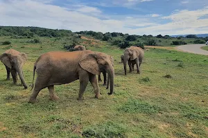 Addo Elephant National Park image