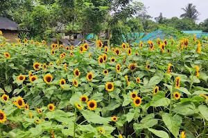 Sunflower farmville image
