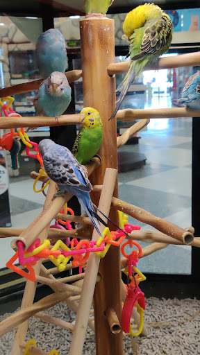 Pet Supply Store «Petco Animal Supplies», reviews and photos, 4209 Wheaton Way, Bremerton, WA 98310, USA