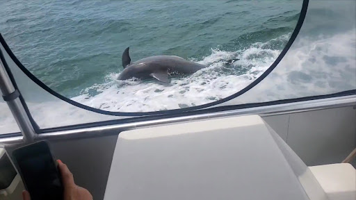 Boat Tour Agency «Spongeorama Cruise lines», reviews and photos, 510 Dodecanese Blvd, Tarpon Springs, FL 34689, USA