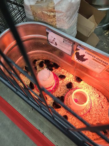 Home Improvement Store «Tractor Supply Co.», reviews and photos, 6801 Florida 50, Groveland, FL 34736, USA