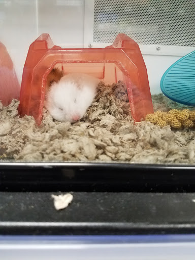 Pet Supply Store «Petco Animal Supplies», reviews and photos, 7215 170th Ave NE #115, Redmond, WA 98052, USA