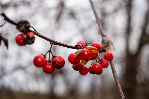 Nature Preserve «Cool Spring Preserve», reviews and photos, 1469 Lloyd Rd, Charles Town, WV 25414, USA