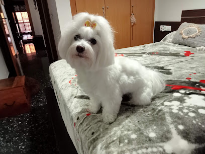 Peluqueria Canina Pelukan en Quart de Poblet