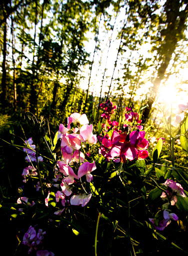 Park «Dr. Jose Rizal Park», reviews and photos, 1007 12th Ave S, Seattle, WA 98144, USA