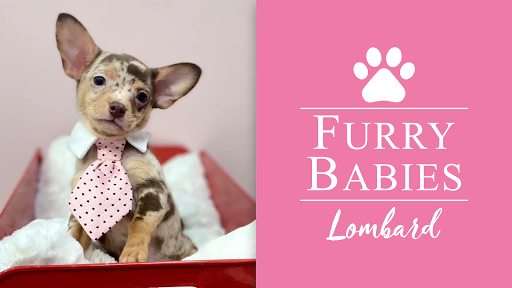 Furry Babies - Lombard