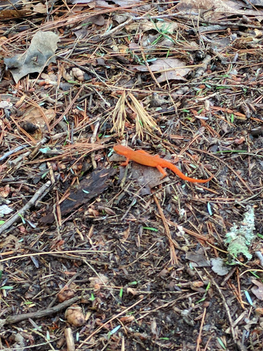 Nature Preserve «Sweedler and Thayer Preserves», reviews and photos, 10 Townline Rd, Ithaca, NY 14850, USA