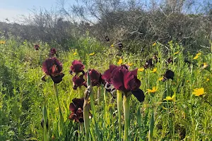 Iris Argaman (dark purple Iris) nature reserve image