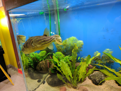 Pet Supply Store «Wet Spot Tropical Fish», reviews and photos, 4310 NE Hancock St, Portland, OR 97213, USA
