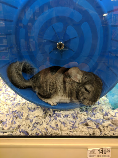 Pet Supply Store «PetSmart», reviews and photos, 745 W Huntington Dr, Monrovia, CA 91016, USA