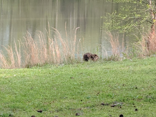 National Park «Chattahoochee River National Recreation Area, Island Ford Unit», reviews and photos, 1978 Island Ford Pkwy, Sandy Springs, GA 30350, USA