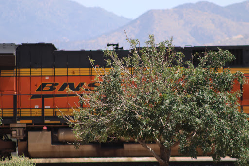 Park «Lewis Kingman Park», reviews and photos, 2201 E Andy Devine Ave, Kingman, AZ 86401, USA