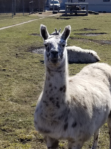 Pet Store «Animal Feeds & Needs», reviews and photos, 401 W Golf Rd, Arlington Heights, IL 60005, USA