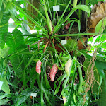 Photo n° 13 de l'avis de Yvon.l fait le 13/09/2023 à 11:27 pour Jardin Botanique Jean-Marie Pelt à Villers-lès-Nancy